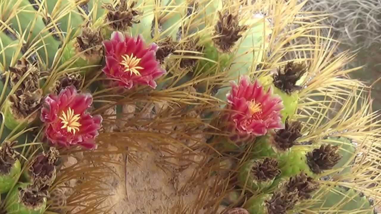 Ferocactus diguetii Flowers and Fruit