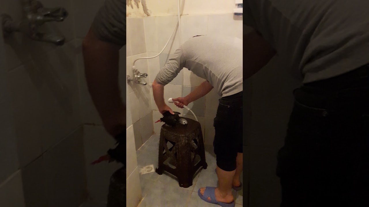Jako papağan banyo yaparken