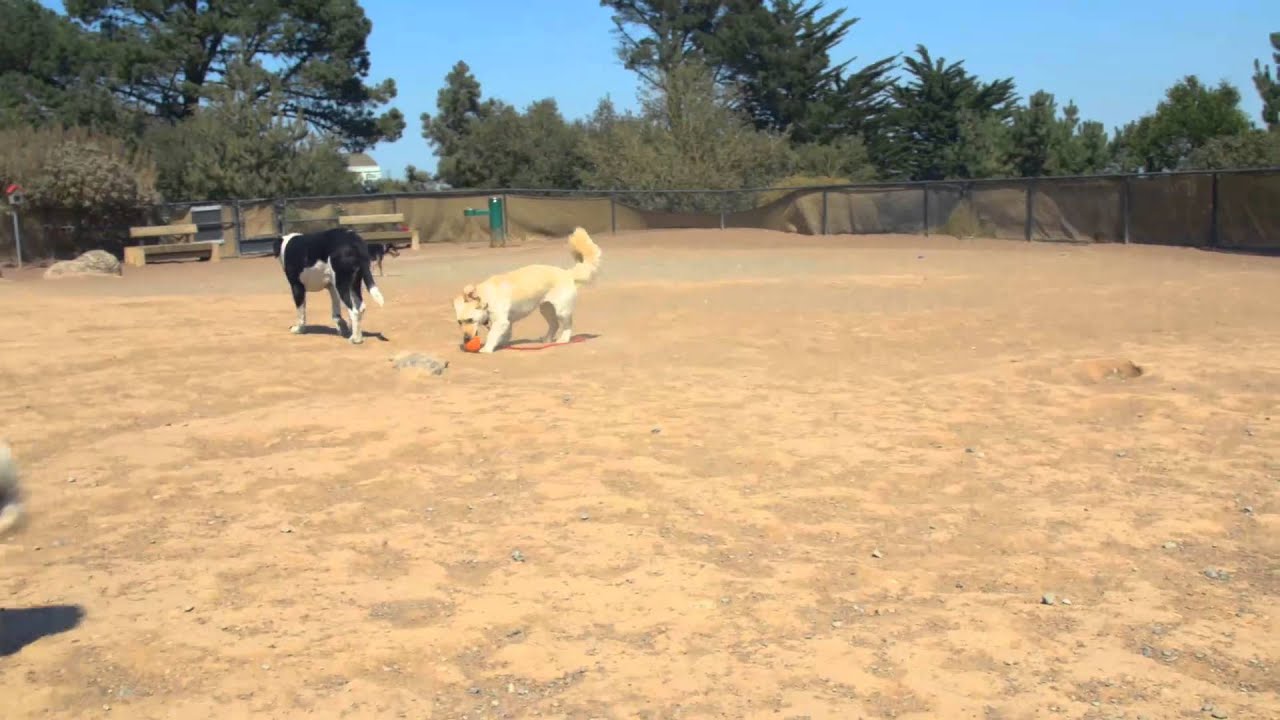 DOGTV STIMULATION: KOMPIS YOU ROCK!