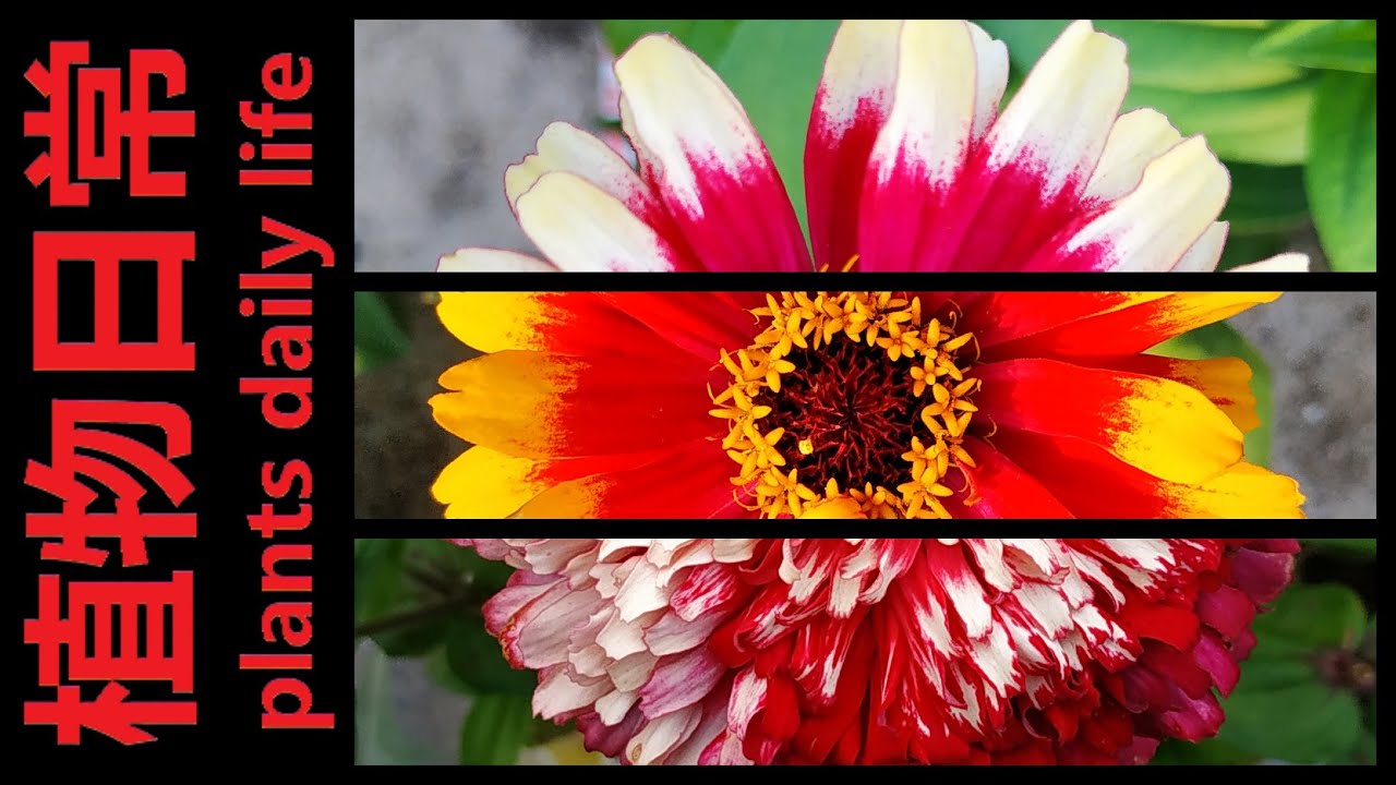 Growing Zinnia (絞り咲 百日草) from Seeds to Blossom in 210 Days