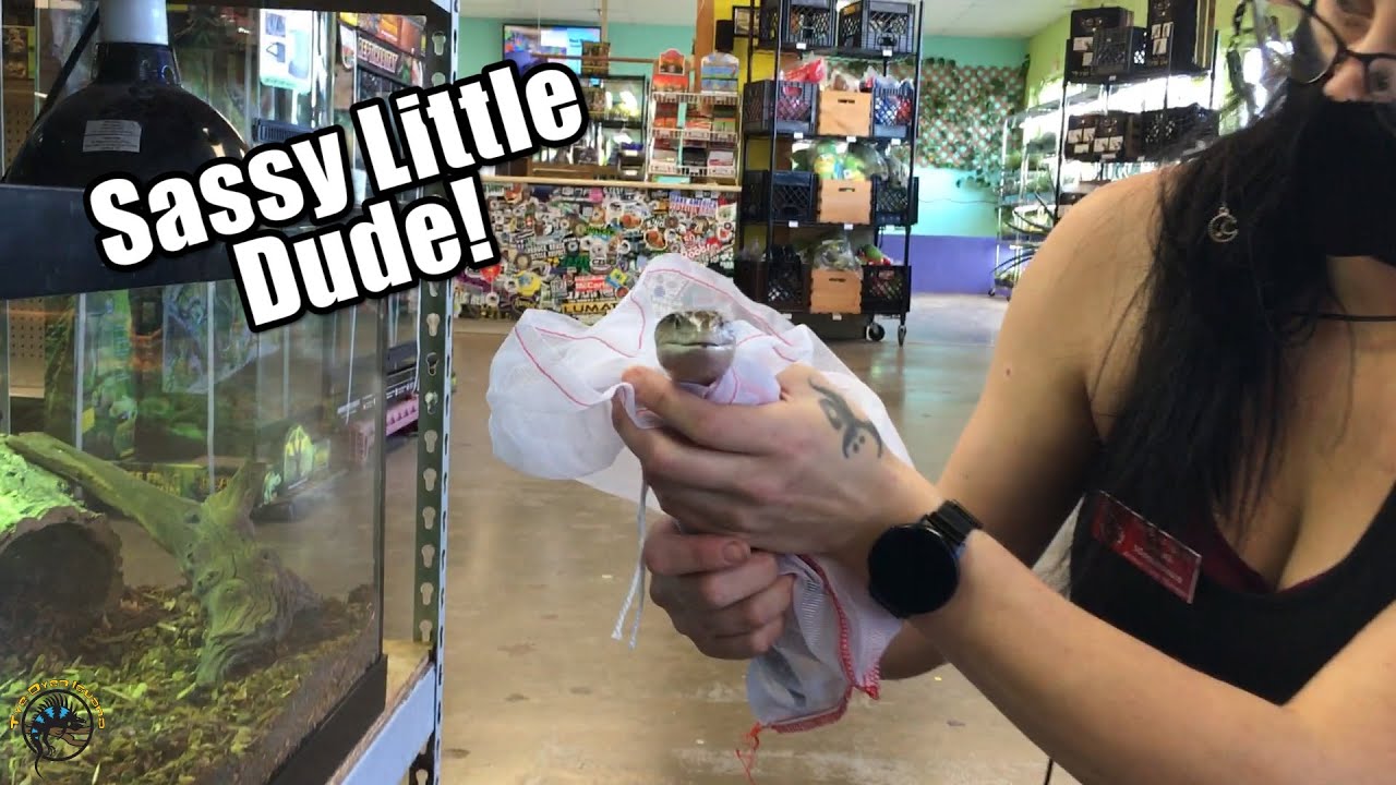 We Unbox Our New Reptiles & Amphibians! -- Angry Tokays, Big Blue Tongue Skinks, & More! 🦎🐸🐍🕷