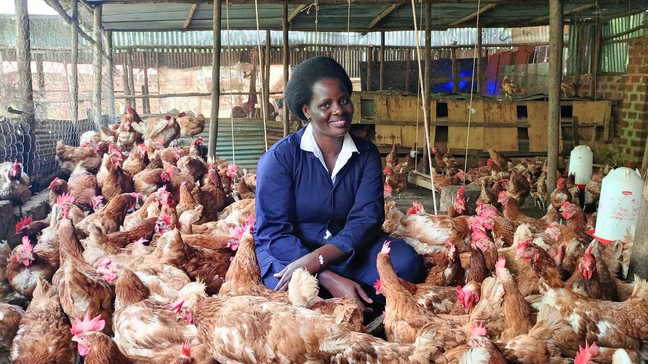 How to start poultry farming with little capital in 2023