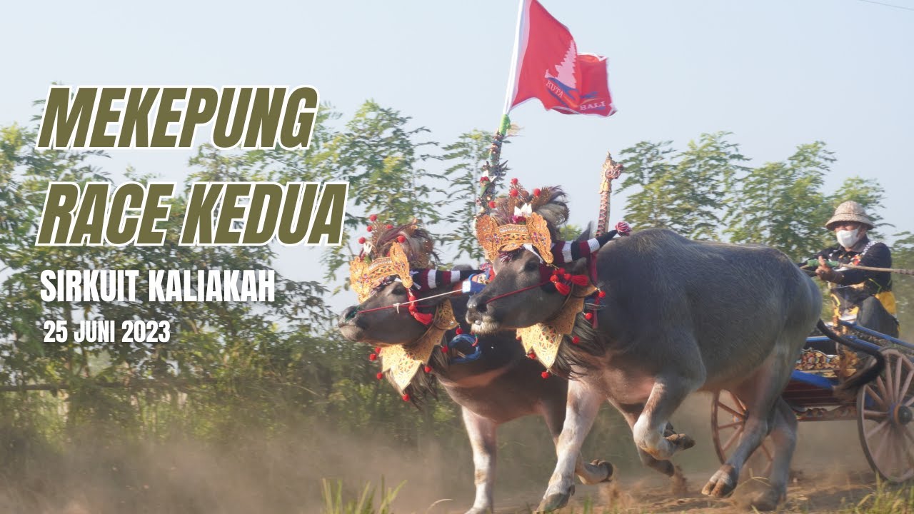 Mekepung Race Kedua Sirkuit Kaliakah 25 Juni 2023