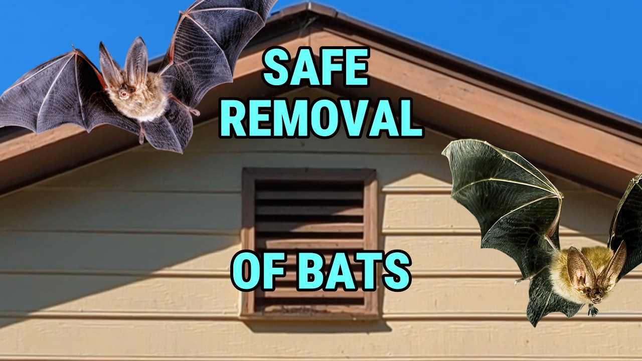 How to Remove Bats From a House or Attic Without Harm