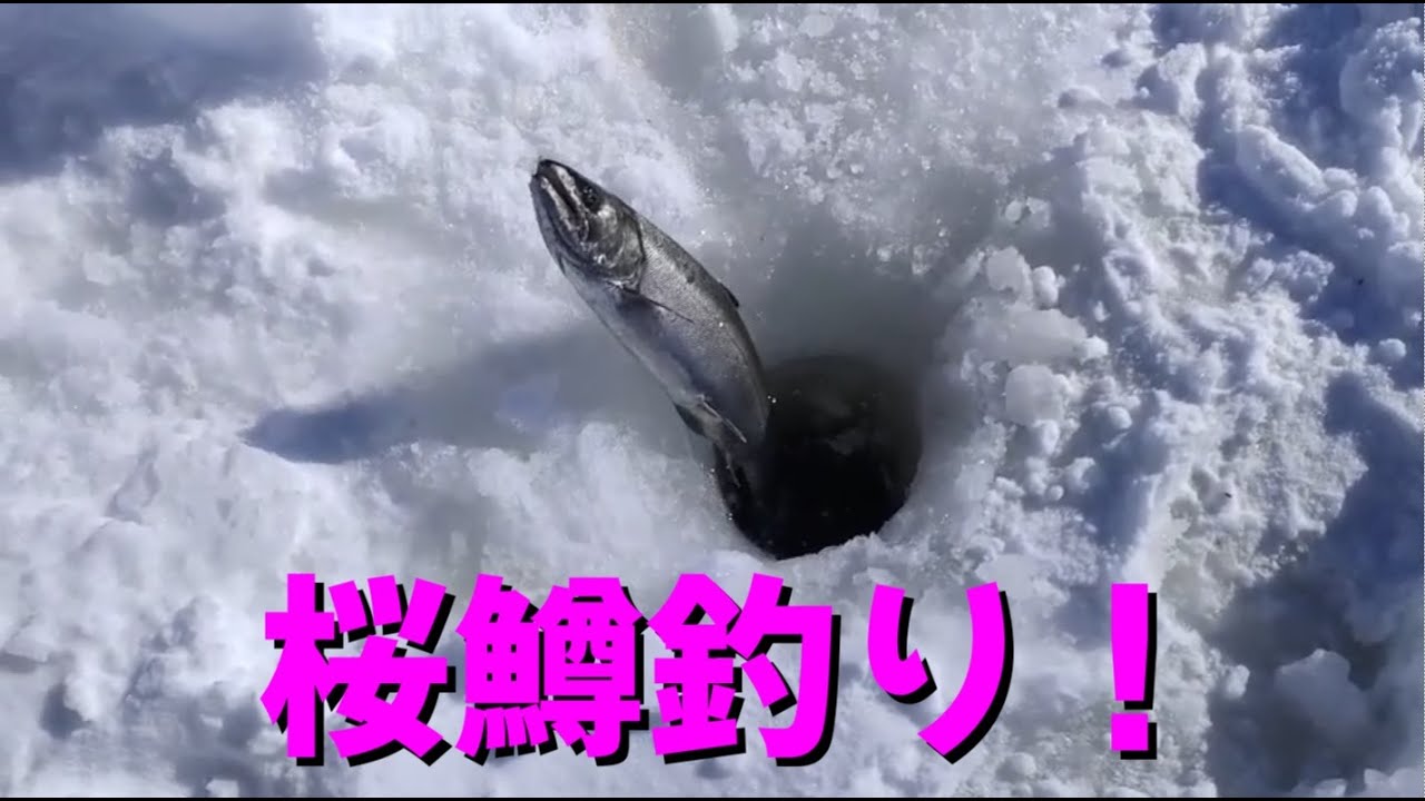 桜鱒釣り　チミケップ湖にワカサギが帰って来ました！　2023 1 29