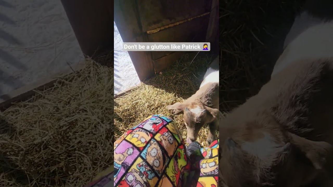 Bottle baby goat doesn't know when to stop🤦&zwj;♀️