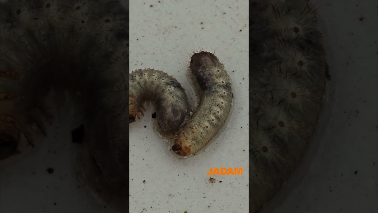 조대표가 발명한 초강력 자닮미생물농약(JMP) 실험 동영상 Experimental Video of the Ultimate JADAM Microbial Pesticide (JMP)