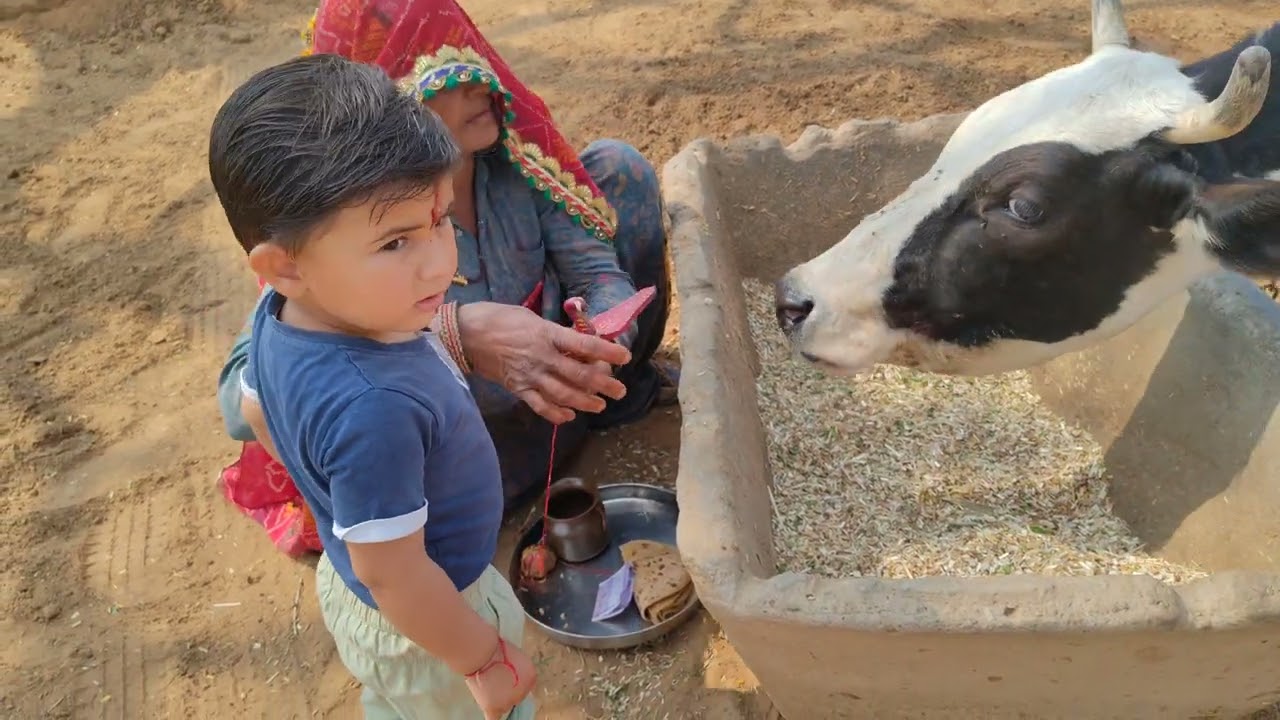 गाय की पूजा।#cow #villagelife 