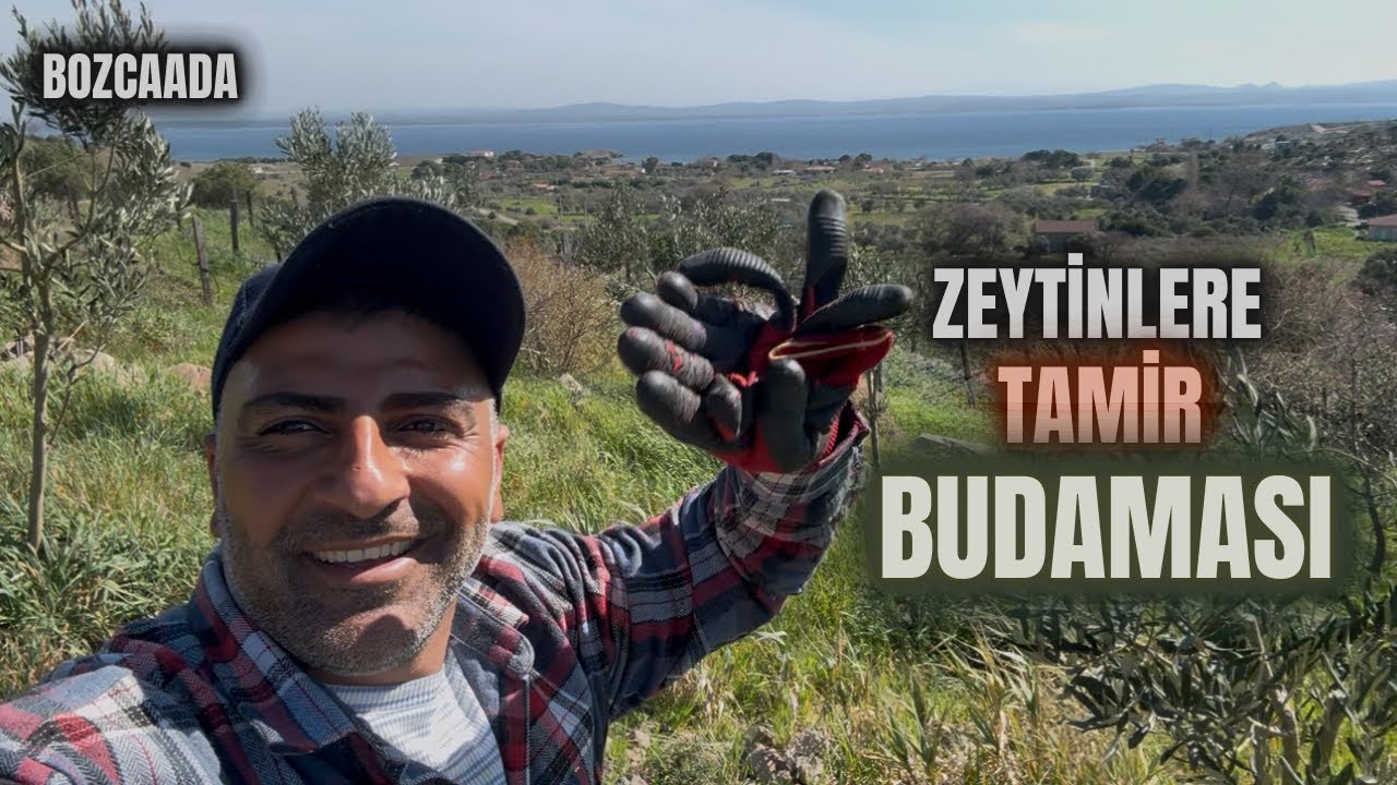 Verim Budaması Nasıl Yapılır?#budama #erenvural #zeytinbudama