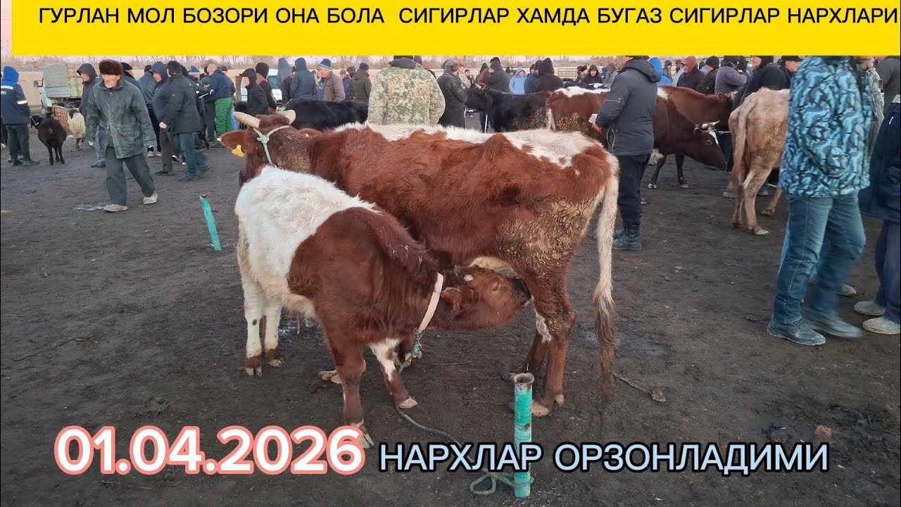 04.01.2026 ГУРЛАН МОЛ БОЗОРИ ОНА БОЛА СИГИРЛАР НАРХЛАРИИ 