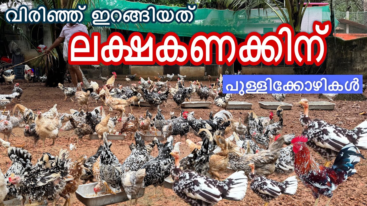 ഇങ്ങനെചെയ്‌താൽ മുറ്റം നിറയെ കോഴികൾ ആകും. പുള്ളിക്കൊഴികളുടെ അപൂർവ്വ ശേഖരം New Hen farming malayalam 