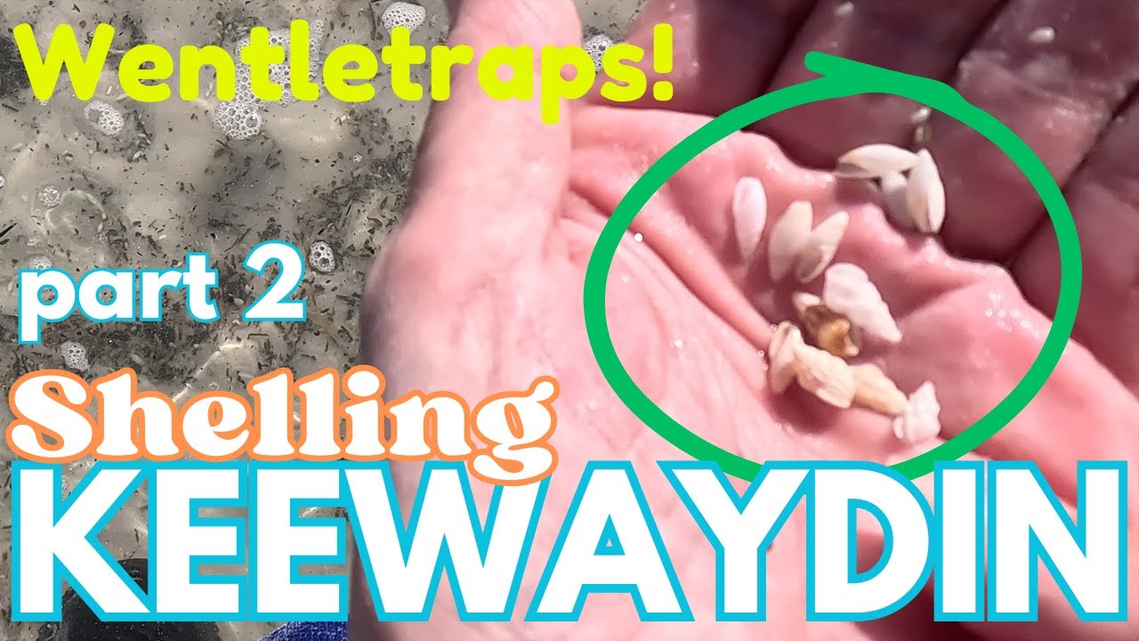 Shelling KEEWAYDIN Island  - PART 2 of 2