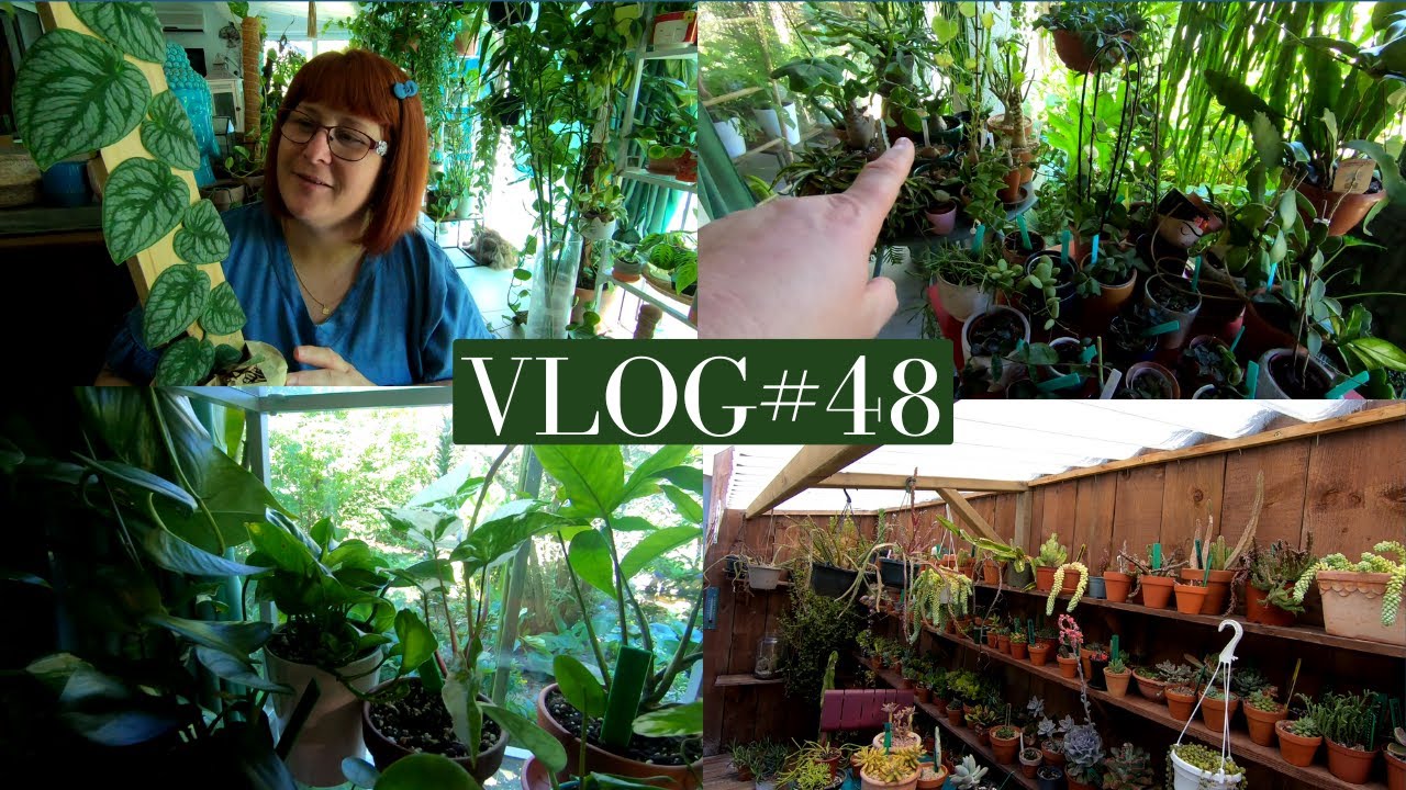 VLOG #48 🌿On protège les succulentes | Les nouvelles feuilles | Le poulailler s'agrandit | Plantabox