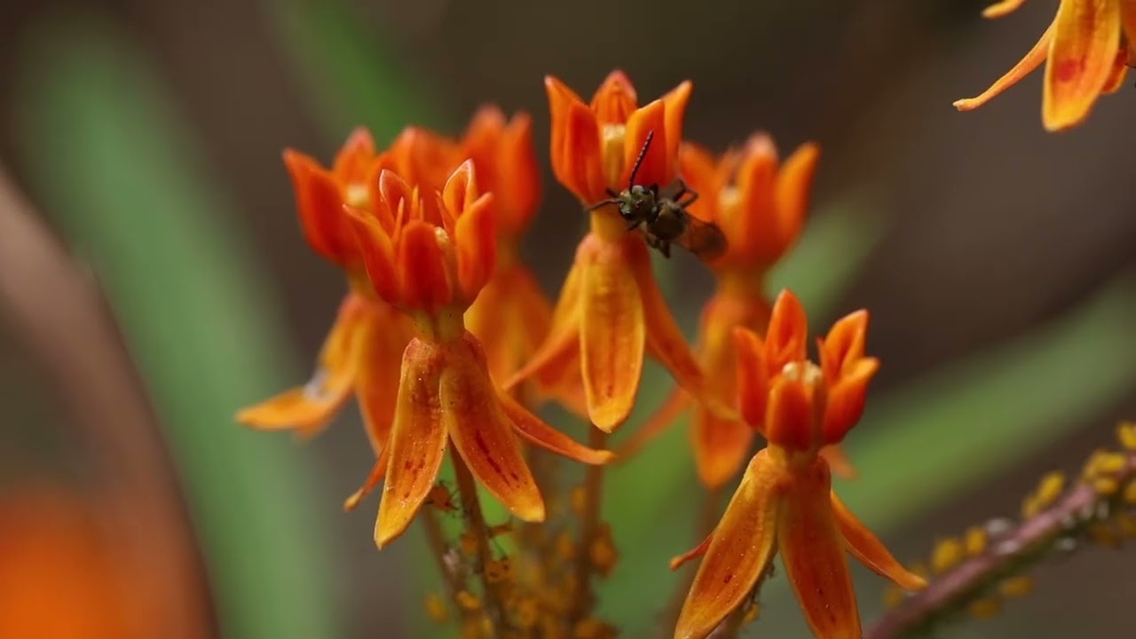 Pollinator Friendly City (from Pollinator Friendly: Celebrating Virginia's Native Bees)