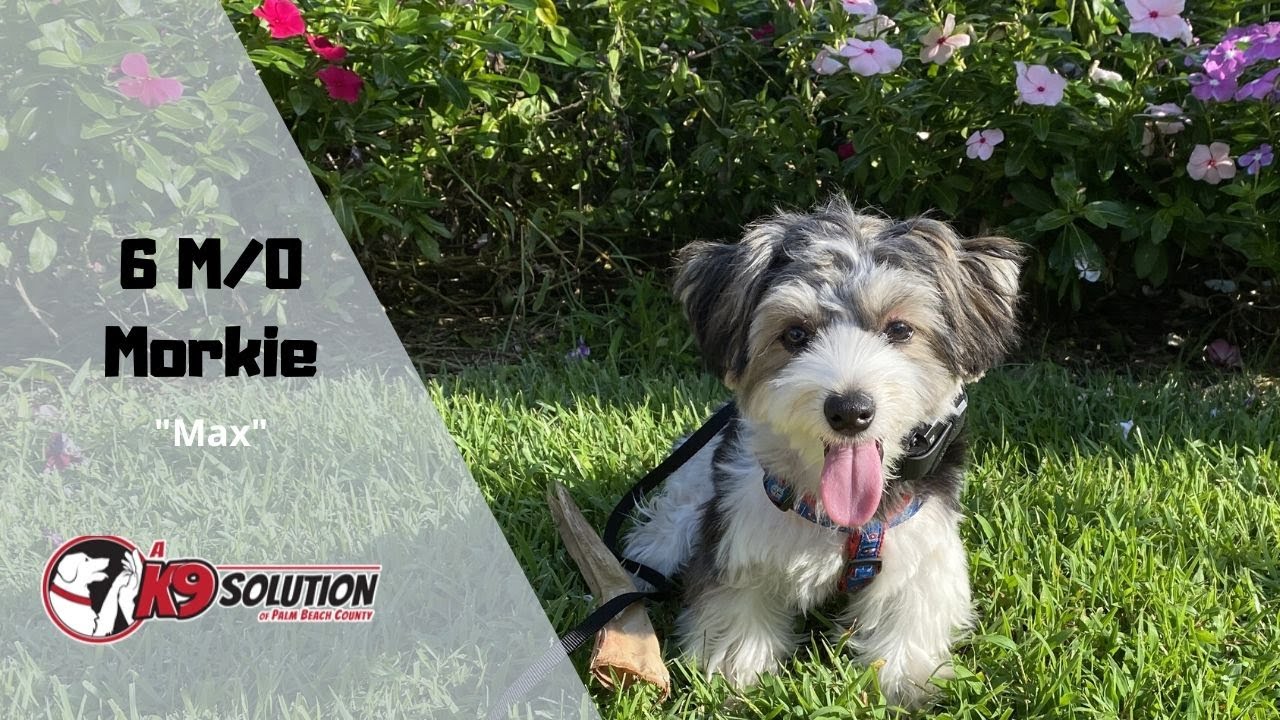 6 M/O MORKIE 
