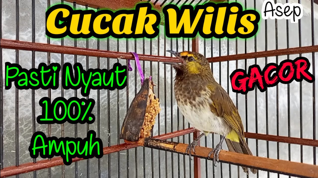 Cucak Wilis Gacor | Masteran Cucak Wilis | Pancingan Cucak Wilis