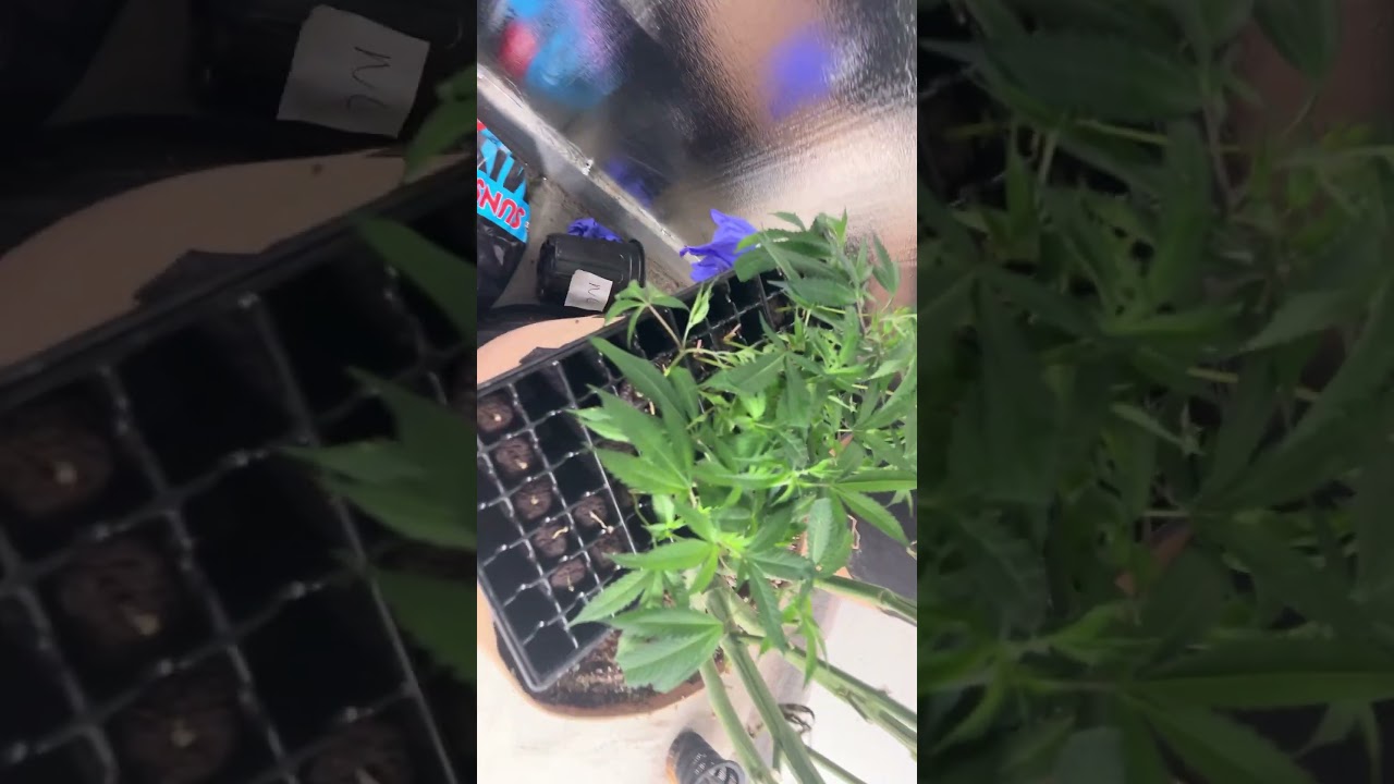 My veg to flower aeroponics #CannabisCommunity #GrowYourOwn  #HomeGrow #420Growers