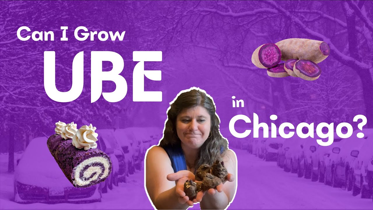 Growing Ube in Zone 6 (Chicago) – Planting, Harvesting, Preserving