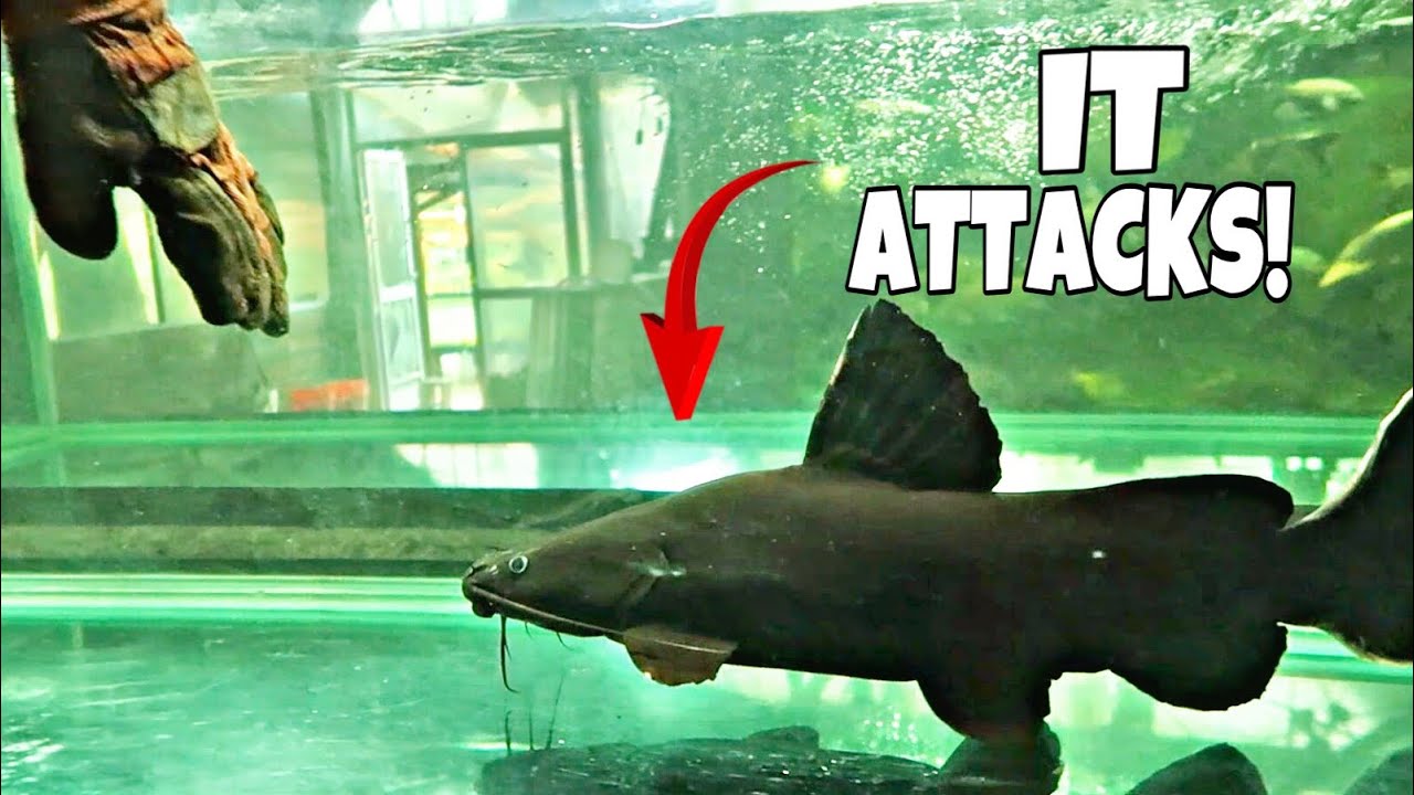 I GOT BIT!! *CRAZY* BLACK DEVIL CATFISH!
