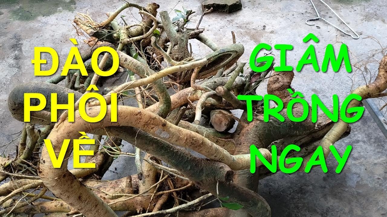Kỹ thuật giâm phôi Duối mùa hè ngay khi vừa khai thác về.