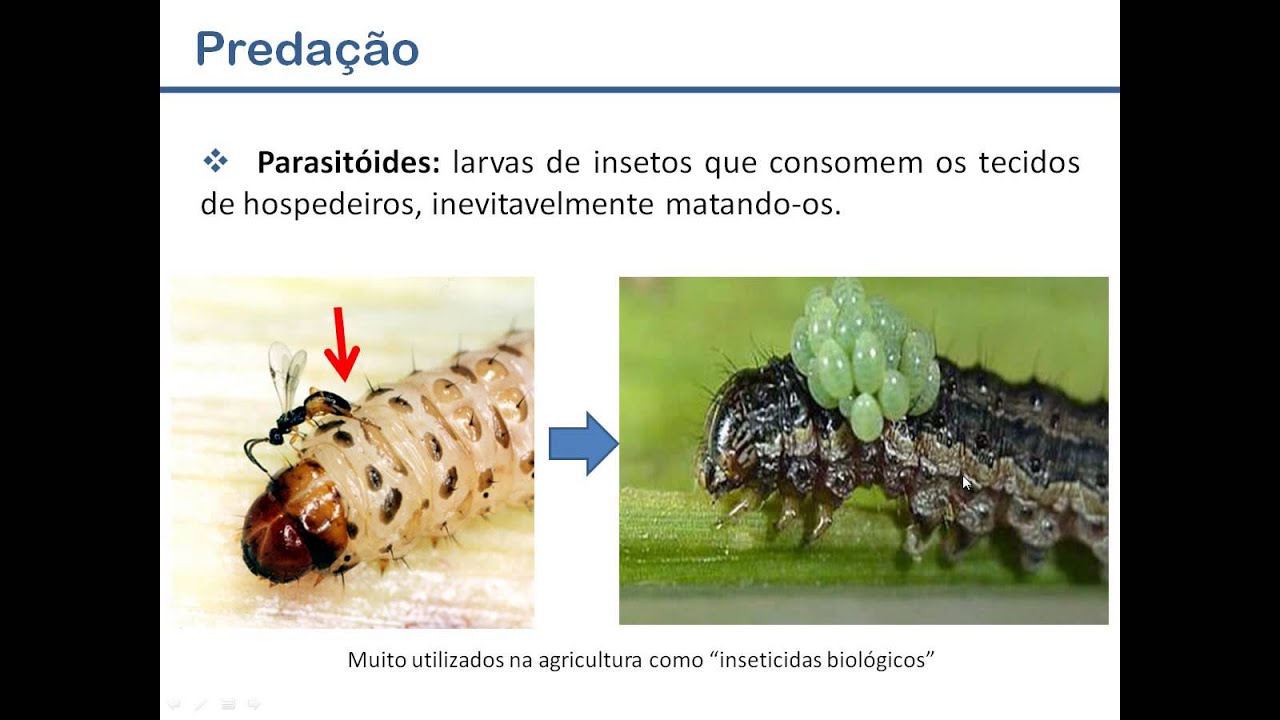 Aula Predação - Ecologia Geral