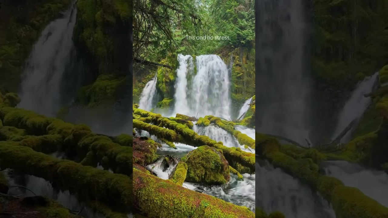 Pacific Northwest forests are good for the soul. 