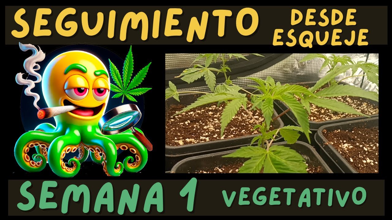 SEGUIMIENTO CULTIVO INDOOR (SEMANA 1) | 🍒CHERRY CREAM Y 🍊FANTANILO DESDE ESQUEJE