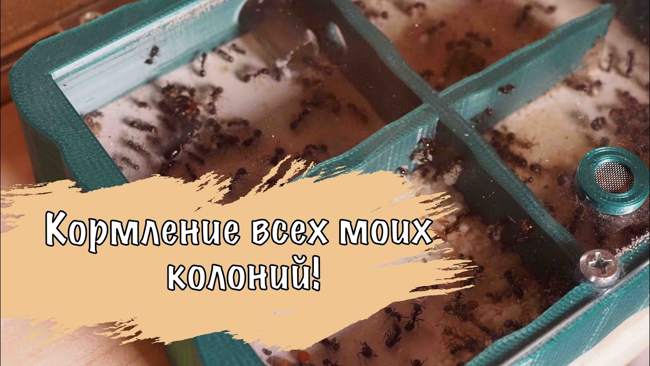 КОРМЛЕНИЕ всех моих муравьиных колоний!
