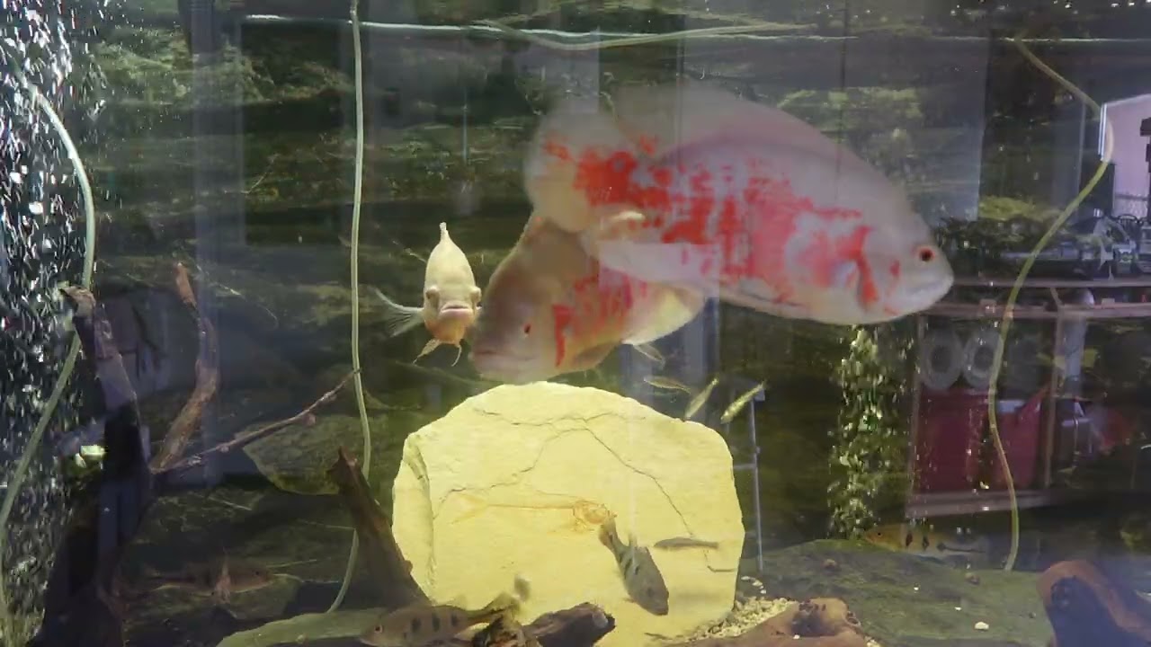 Oscars and Peacock Bass Wide Tank 150G