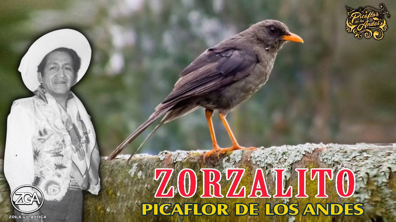 Picaflor de los Andes - ZORZALITO (Chihuaquito)