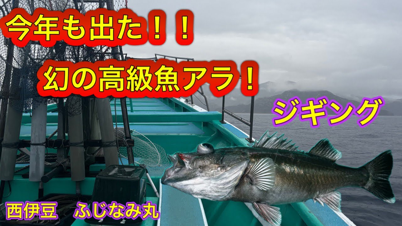 [幻の魚]アラ！中深海ジギング