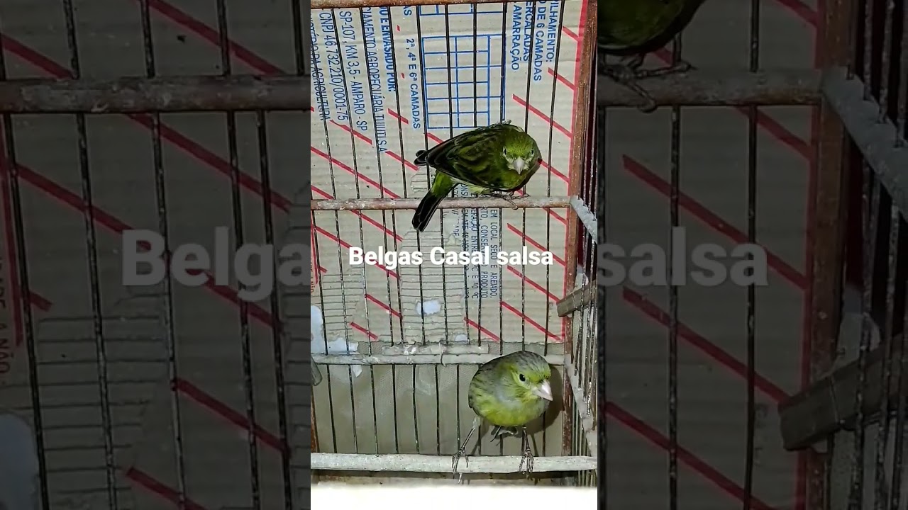 Can&aacute;rio belga cor verde ... Salsa esverdeado...