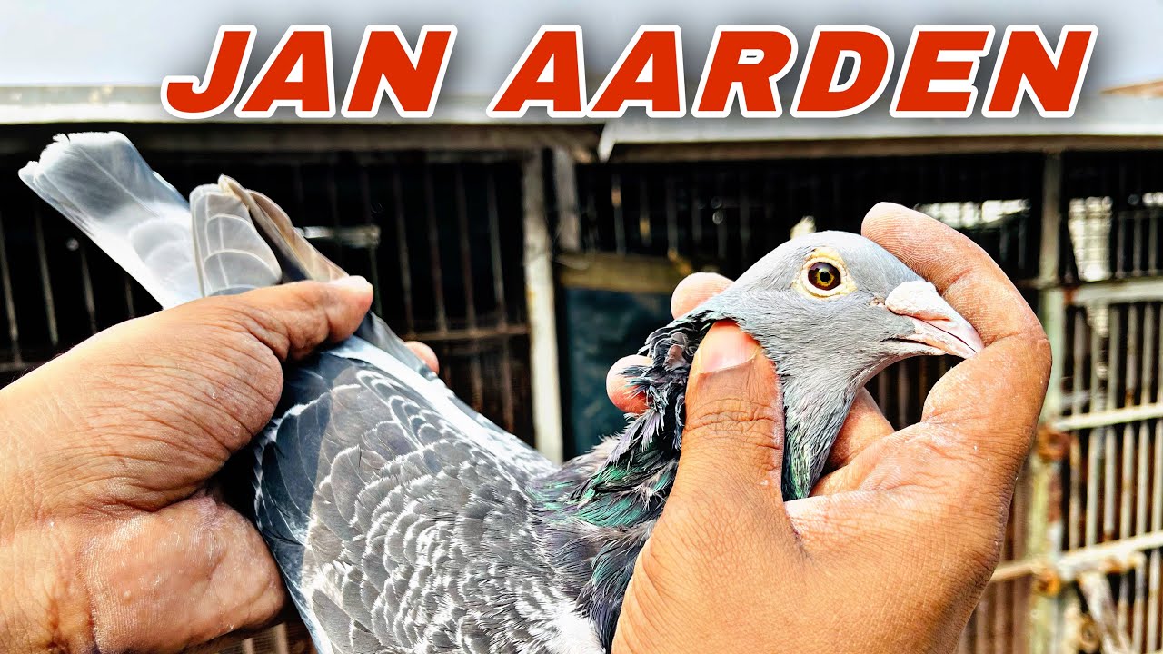 Jan Aarden Collection by Hasan. Enjoy the server down. Like and comment I&rsquo;ll answer all questions!!!