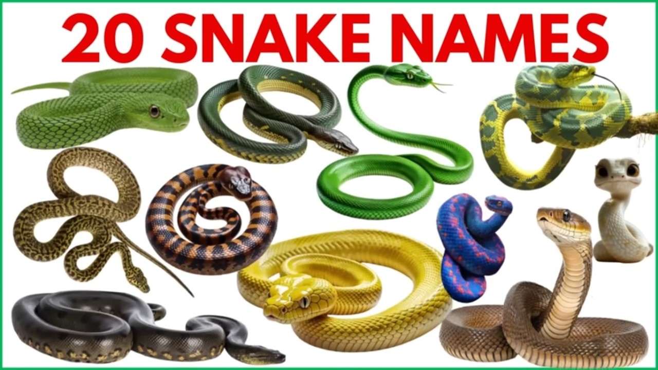 20 Snake Names in Hindi for Kids | Learn Snake Names| Amazing Snake Names #snake #starbeamkids