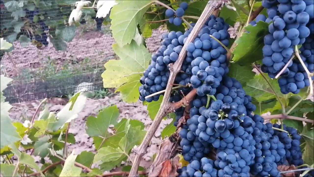 Producción de uva. Variedad Tannat en un espaldero en formación.