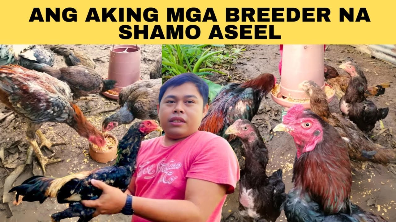 Ang aking mga breeder na shamo aseel