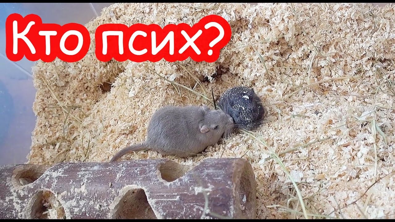 Подсадили Грозу к Угольку