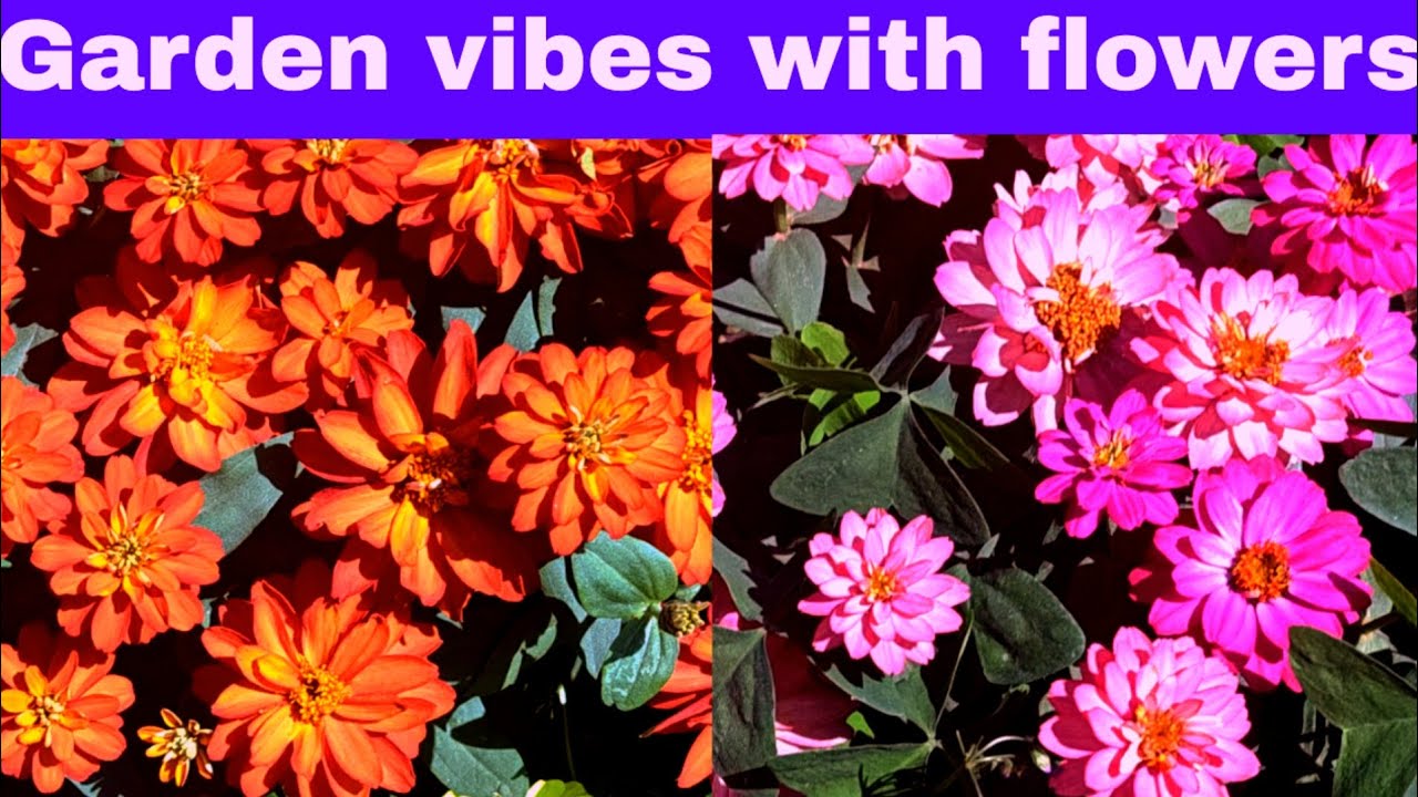 See and enjoy a variety of beautiful flowers 