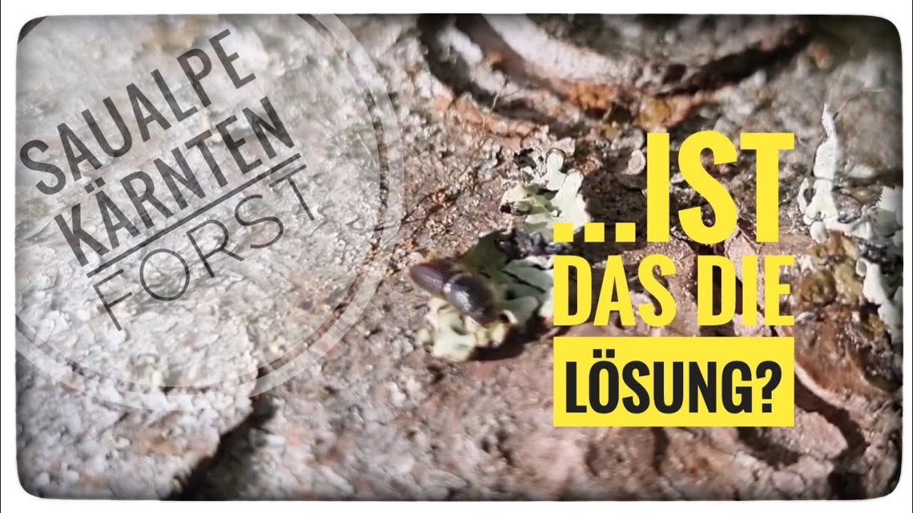 Die Fichte muß raus 🌲, ist das wirklich die Lösung 🤔