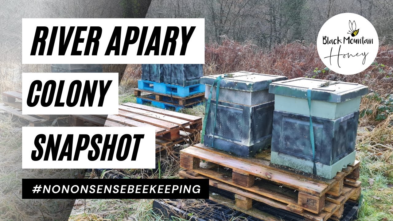 RIVER APIARY SNAPSHOT - 9 COLONY WINTER INSPECTION