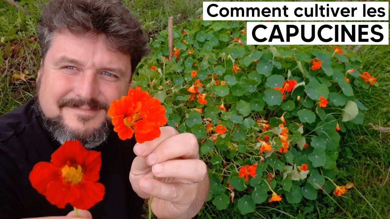 🌼Comment cultiver les CAPUCINES🌼