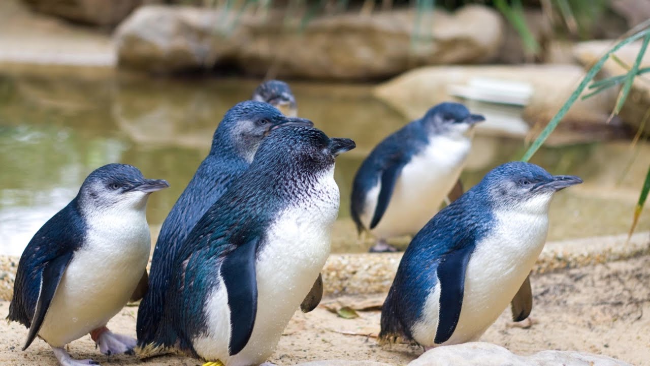 FAIRY PENGUINS | The Smallest Penguins on the Planet! | #australia #birds #wildlife
