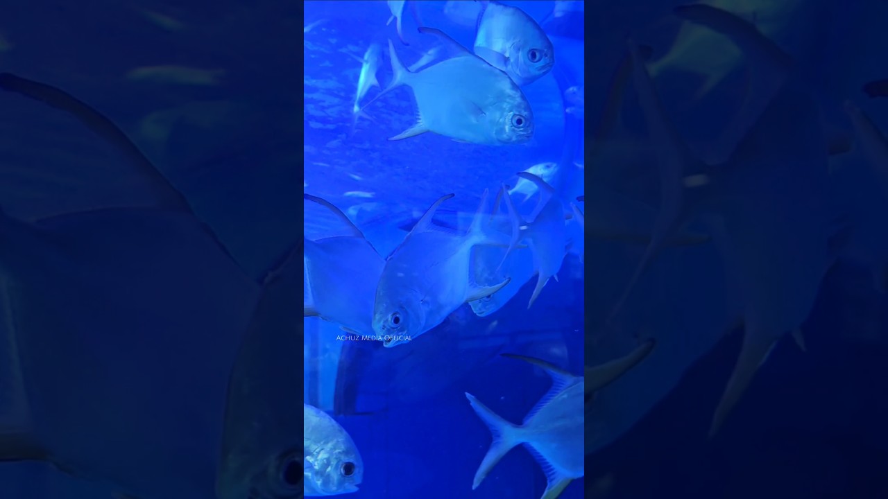 Sea Fish Palometa 🐟🐟 #fiahing #fish #aquarium #palometa