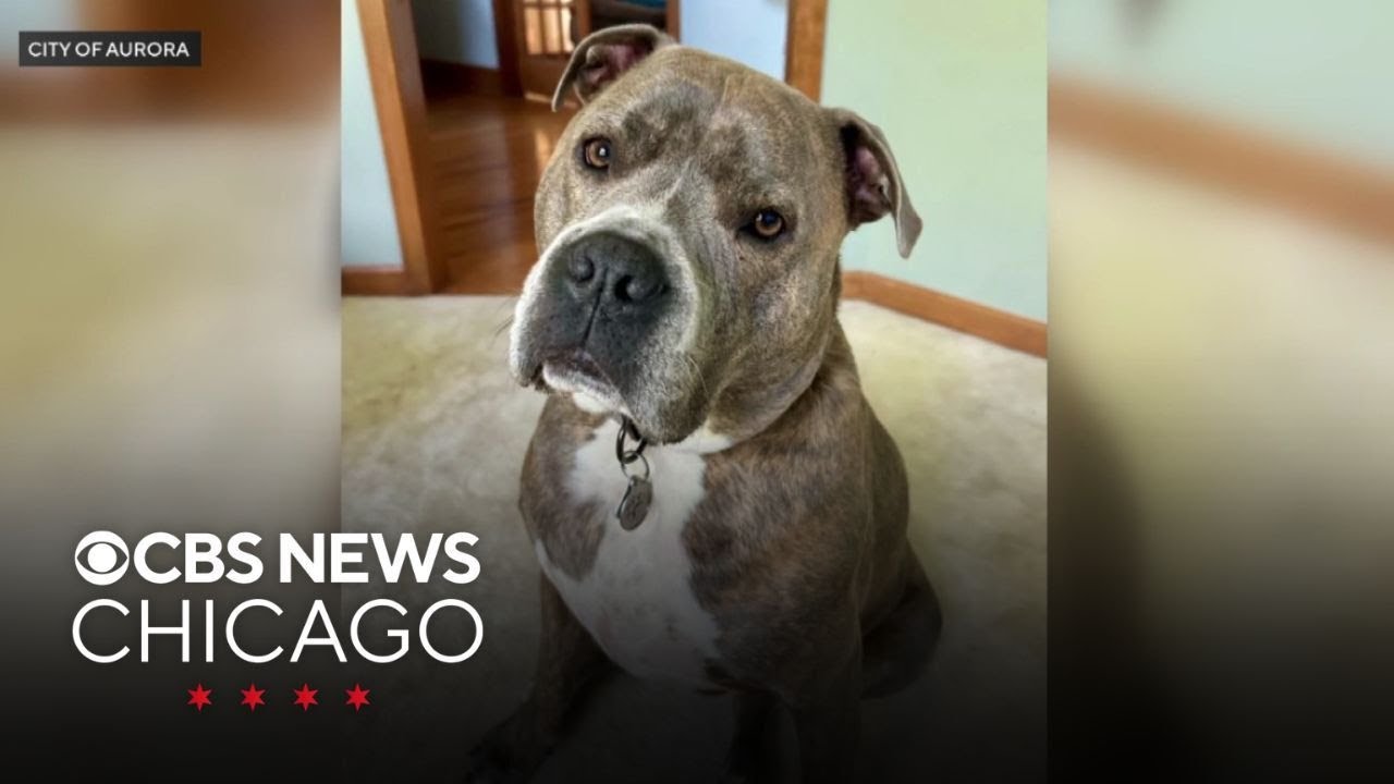 Dog leads police officer to his leash during rescue from house fire