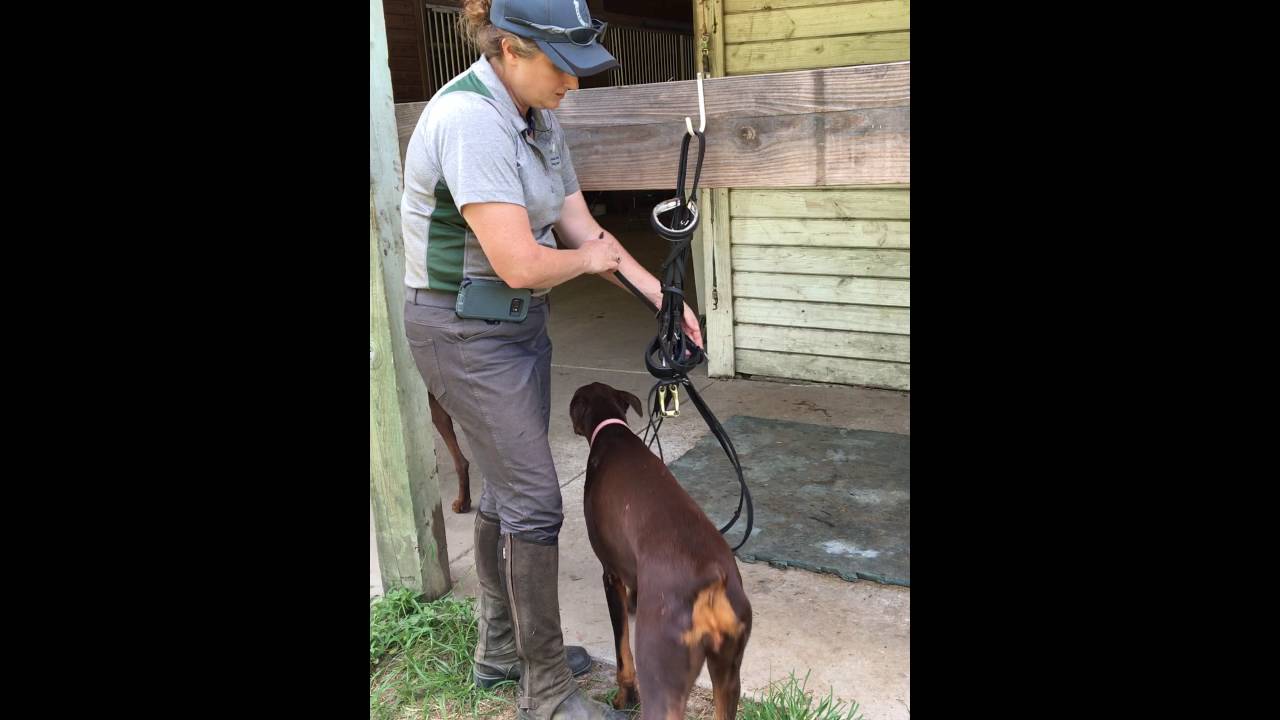 How To Wrap a Bridle