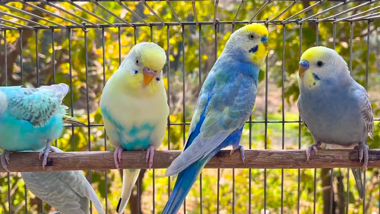 Budgies Can't Resist This Happy Sound