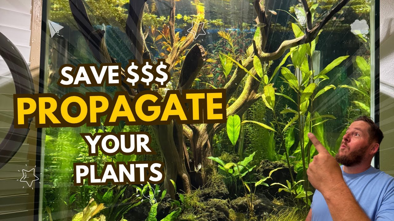 Stop Buying New Plants!   Grow your own instead!