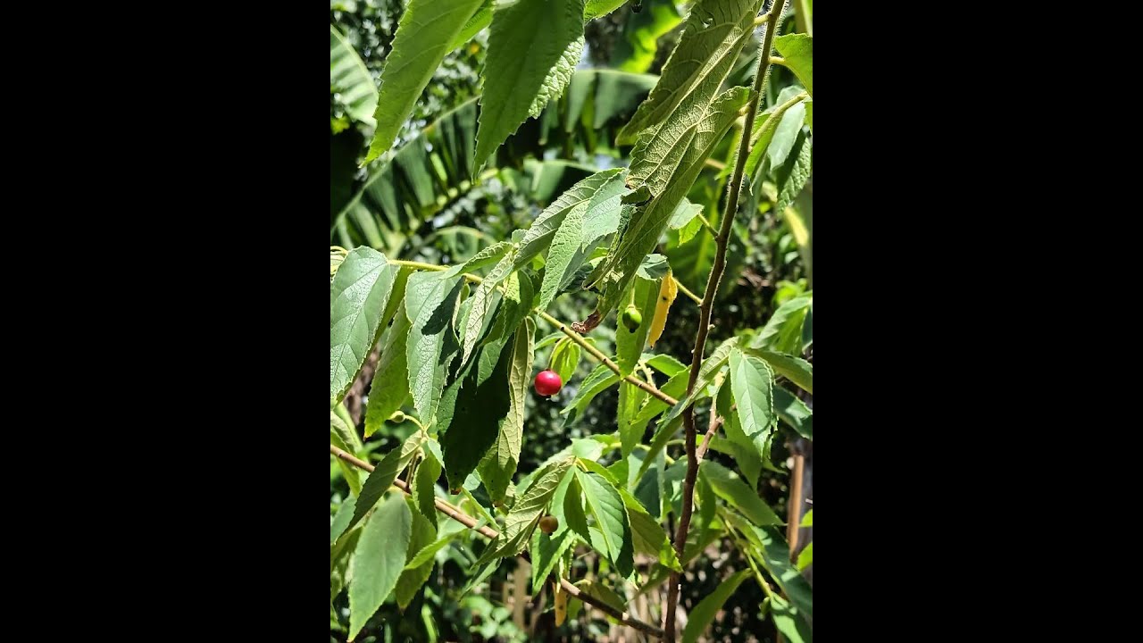 Jamaican Cherry Tree (Strawberry Tree) at Mark and Cindy's Food Forest in Lutz, Florida.