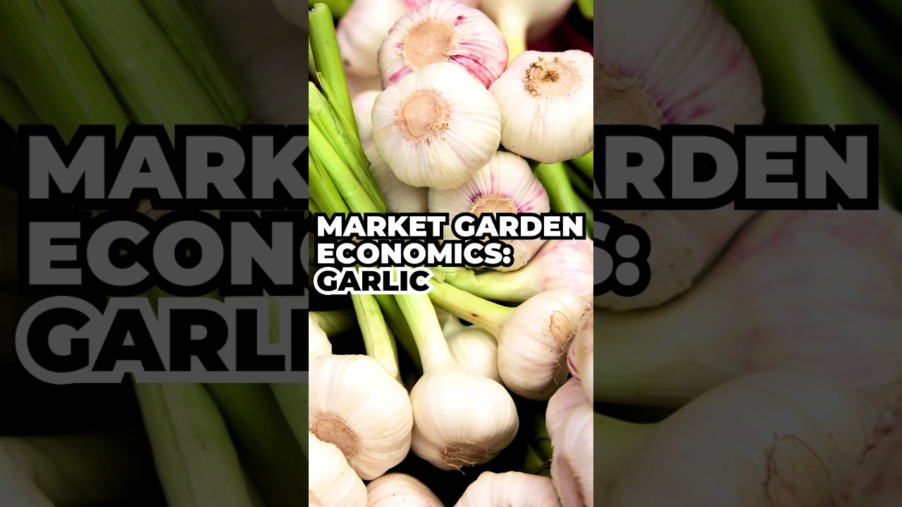 Market Garden Economics: Garlic 🧄