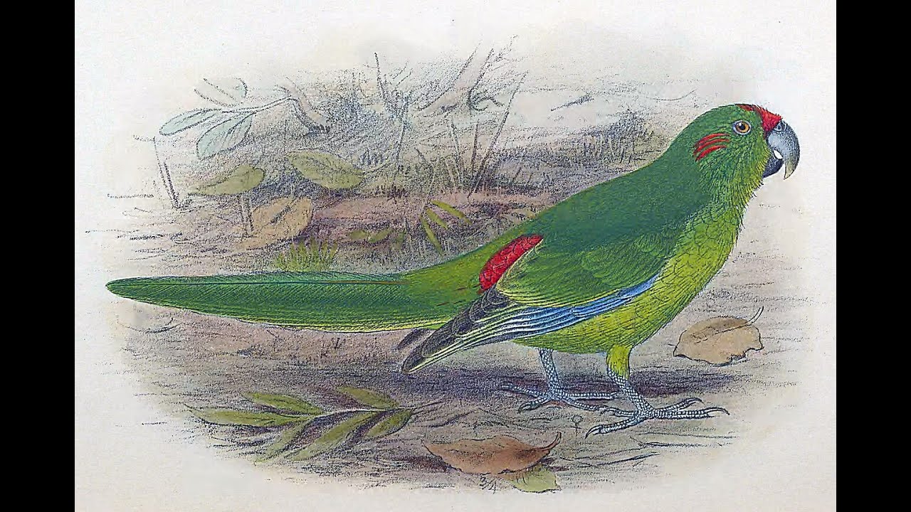 Lord Howe Parakeet Song
